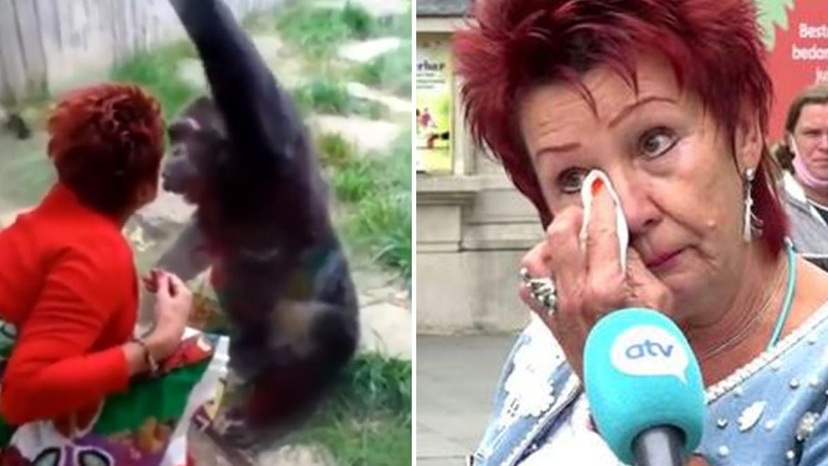 Adie Timmermans visita al chimpancé una vez por semana hace cuatro años.