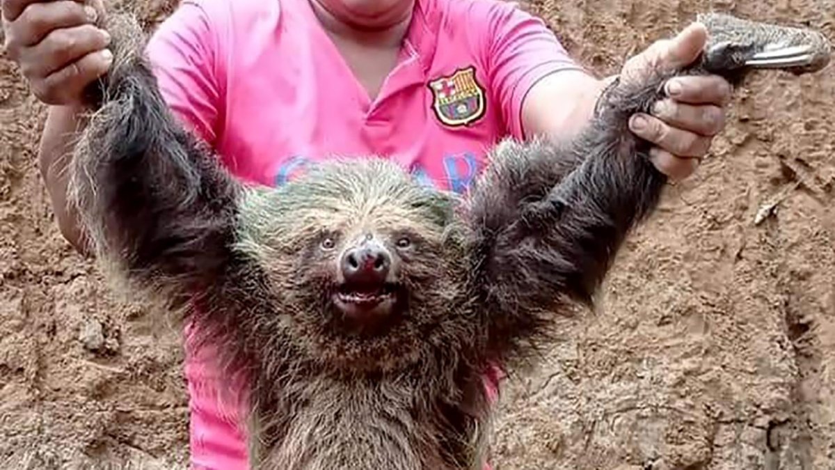 El supuesto victimario del oso perezoso, lo muestra poco antes de su muerte.