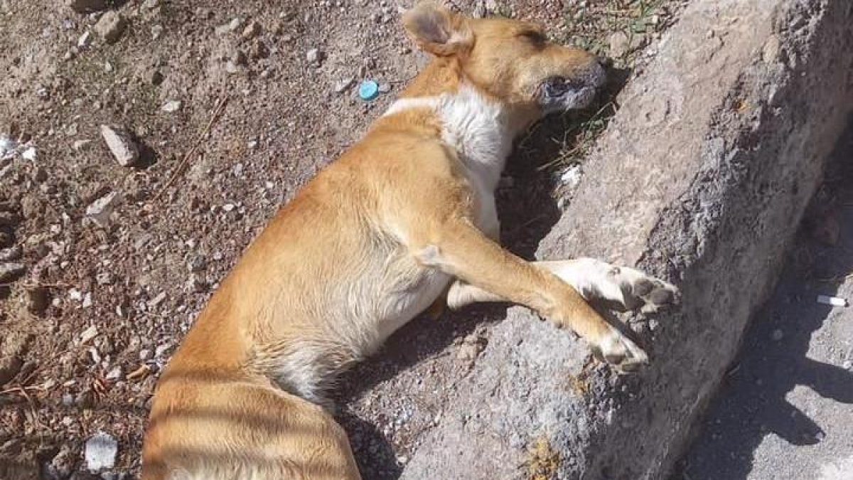 A los animales les dieron una sustancia que los mató en cuestión de minutos.