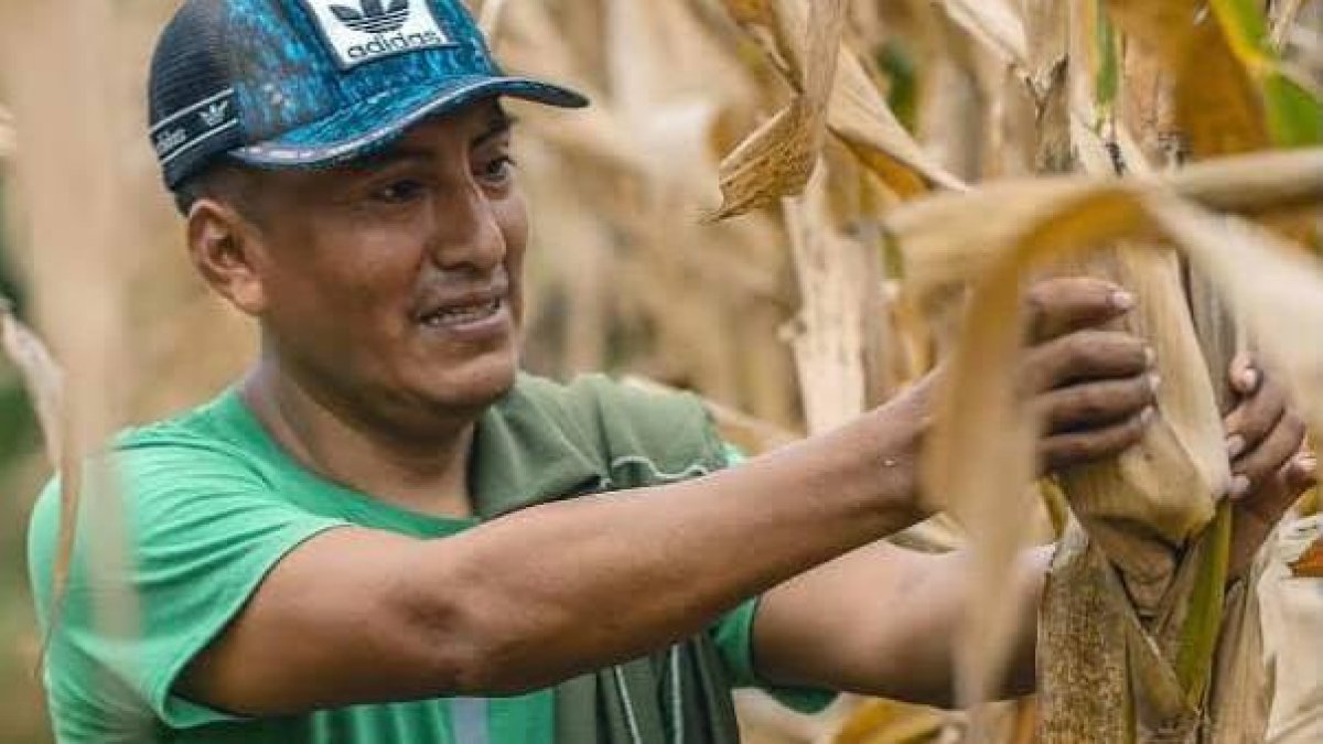 Este alimento sigue siendo el cultivo de mayor tradición en la Península.