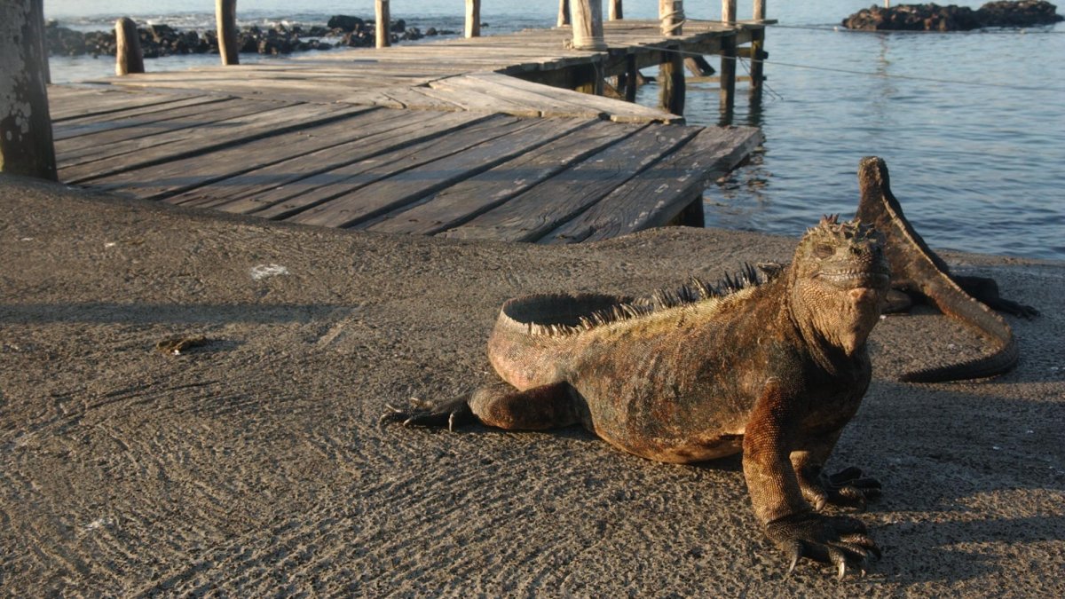 El Ministerio de Turismo socializa nuevo esquema de requisitos para entrar al país. Antes solo se presentaba una prueba o el carné, ahora ambas.