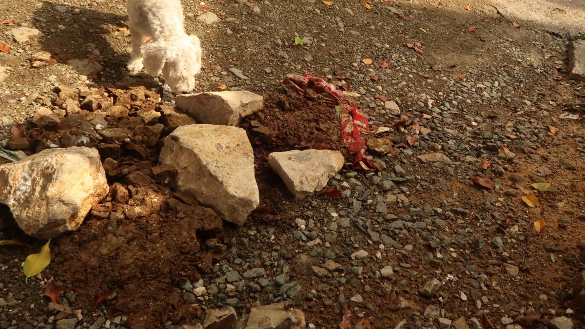 El cuerpo de Germania cayó frente a su vivienda, en un callejón de asfalto y tierra.