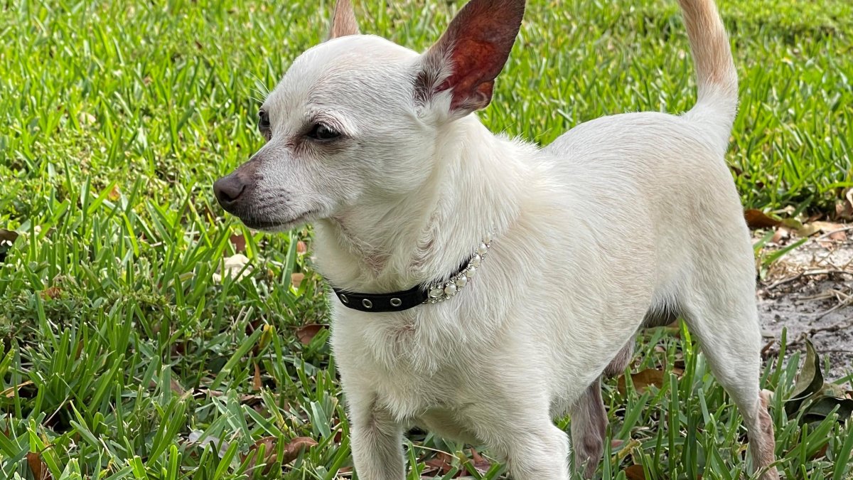El can luce lleno de vida pese a su longevidad. Tobykeith ha entrado en el Libro Guinness de los Récords.
