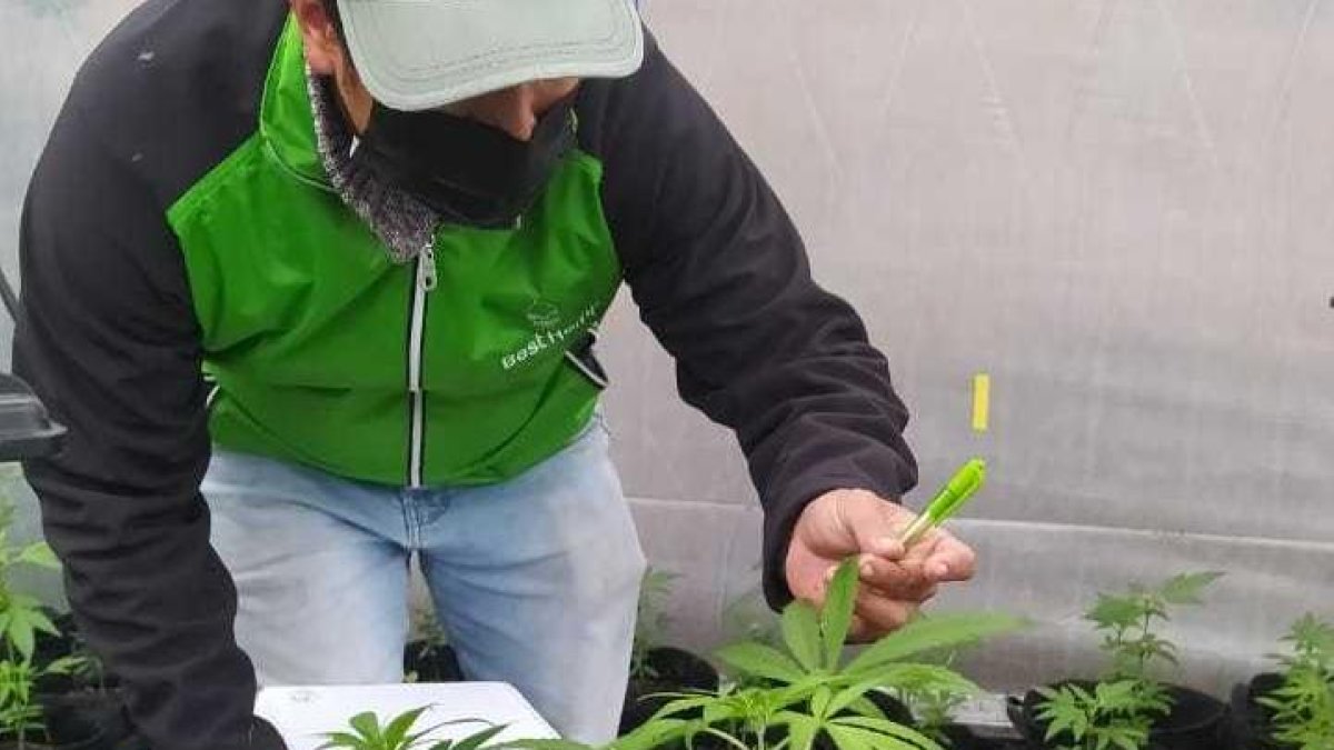 Las flores de la planta deben contener menos del 1 por ciento de THCpara realizar un medicamento sin principios psicoactivos.