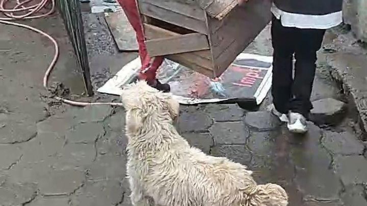 Las casas de madera de los canes fueron desalojadas de un terreno.