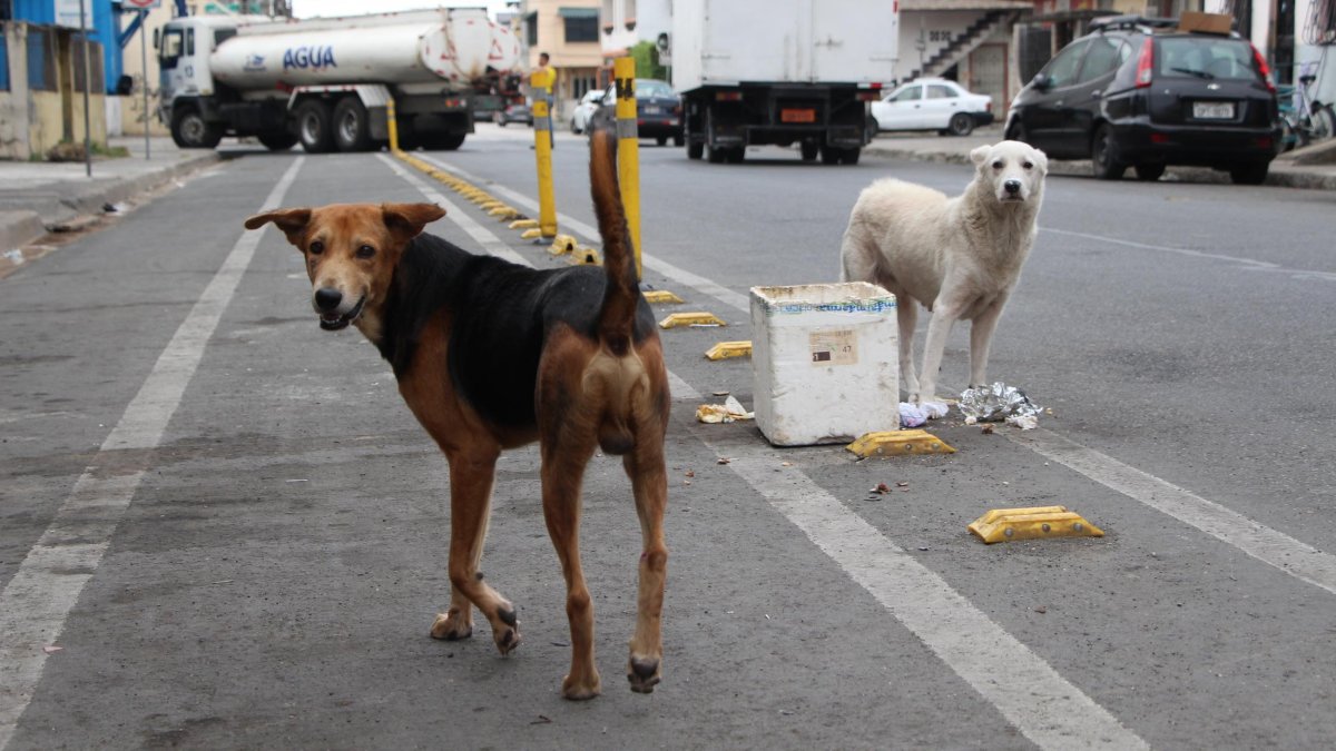 En busca de comida, los animales sin propietario esparcen los desperdicios en las calles, provocando desaseo.