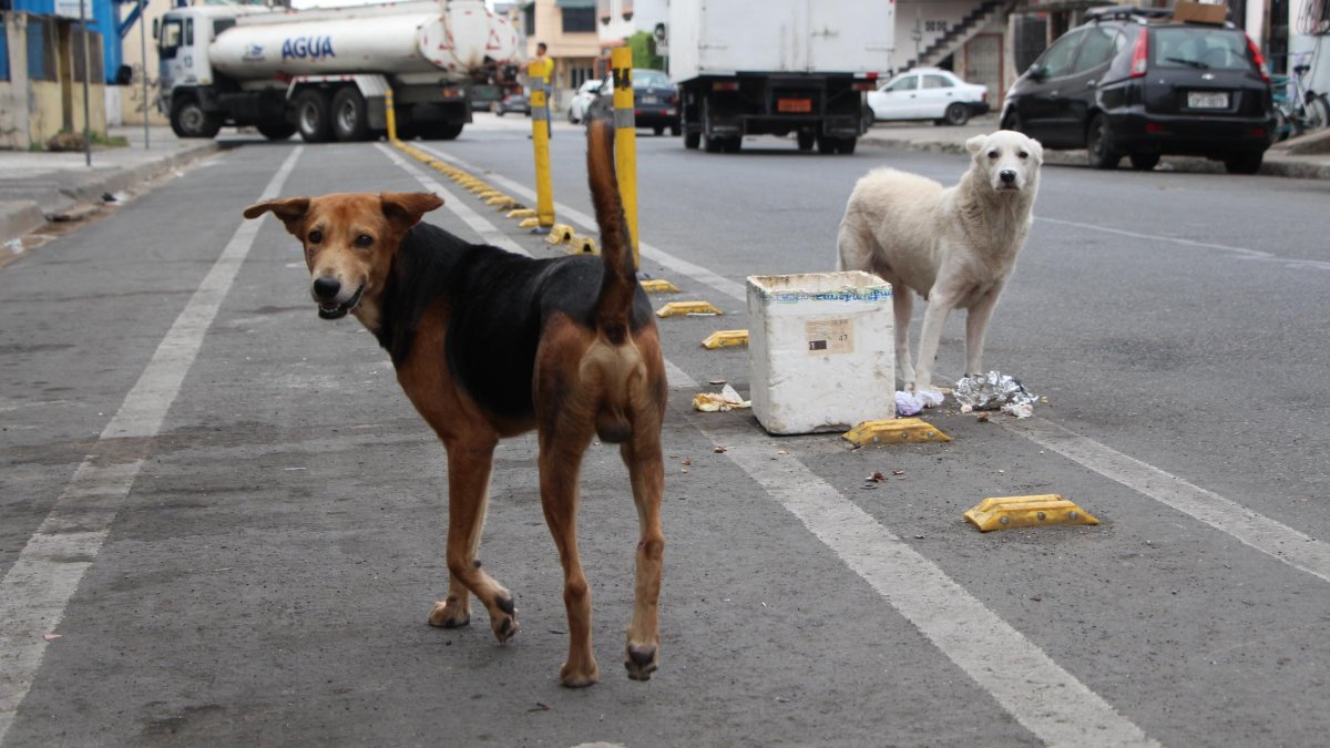 Muchos de los animales extraviados se convierten en callejeros porque no pueden volver a casa.
