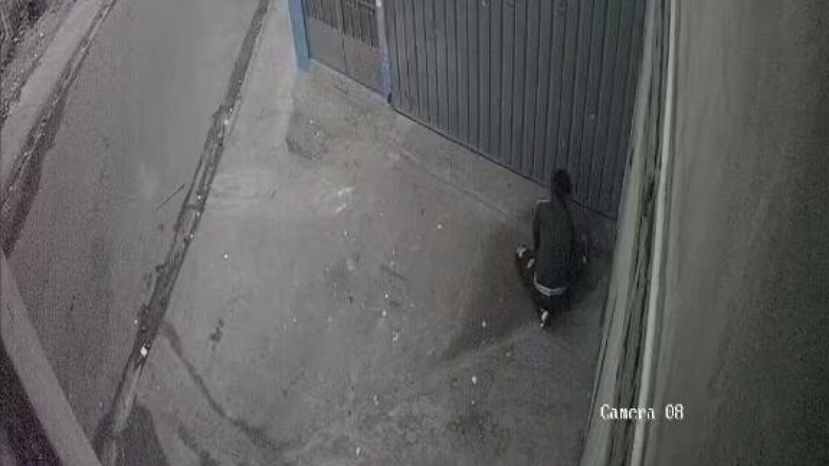 Los animalitos aparecen estrangulado o asesinados a pedradas.