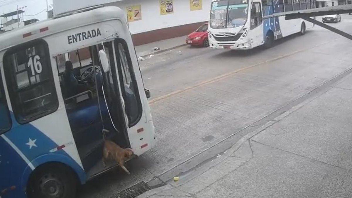 Captura de pantalla del video en el que Denver se hizo famoso. Él tomó el bus 705 de la línea 16 y se bajó como si nada.