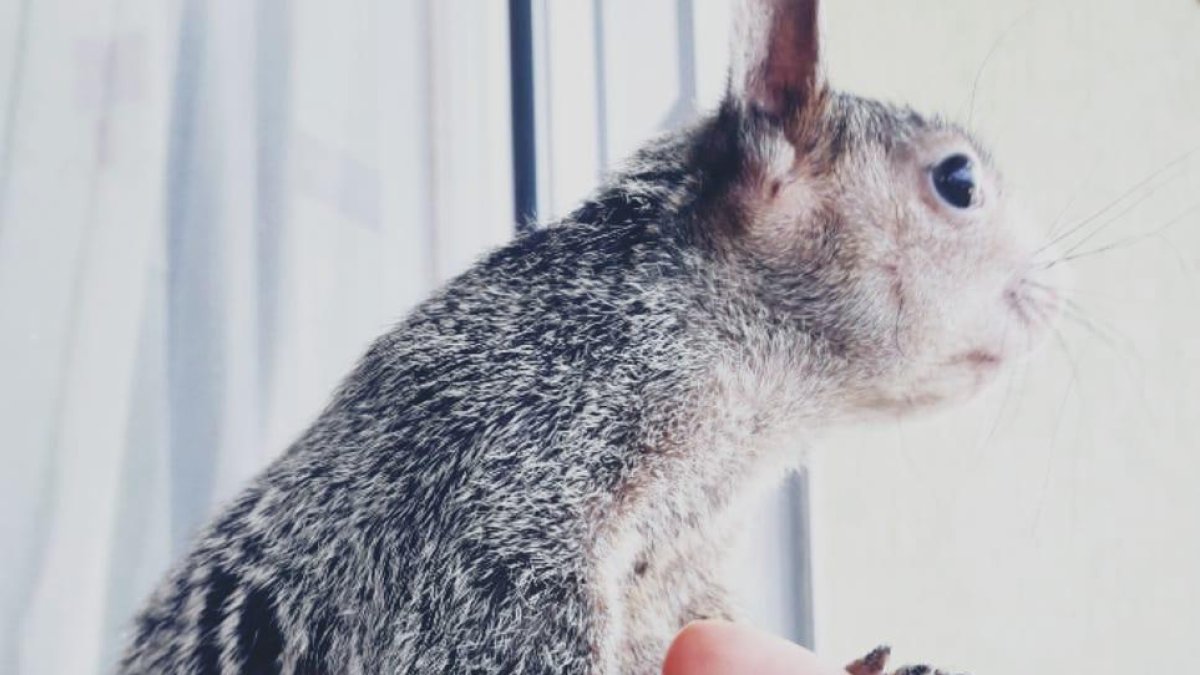 La ardilla vive con la joven desde hace cuatro años. No la mantiene encerrada en una jaula.