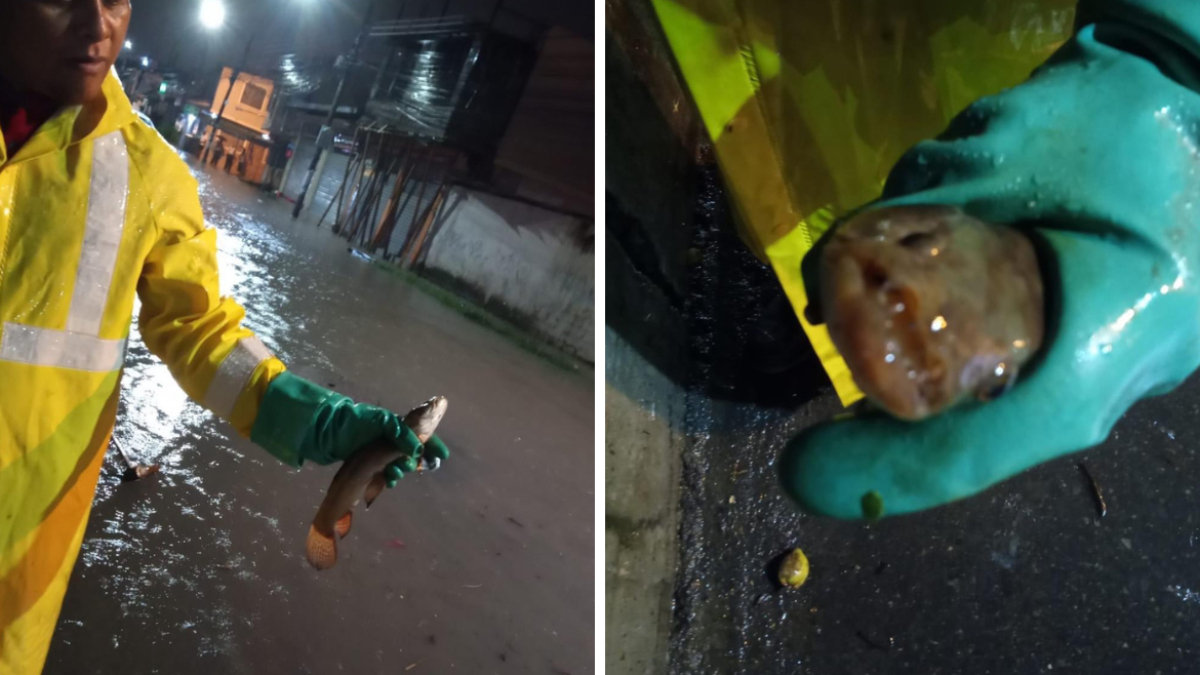 Los peces mostrados por Interagua.