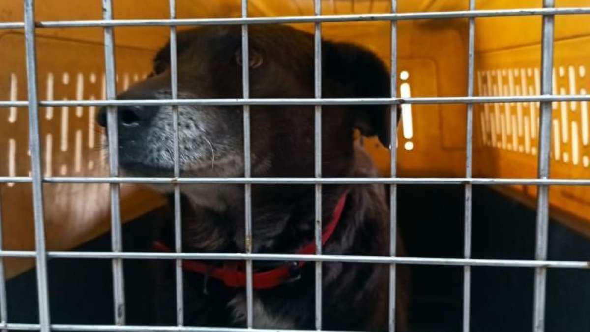 Miembros de la Unidad de Bienestar Animal retiraron al perrito.