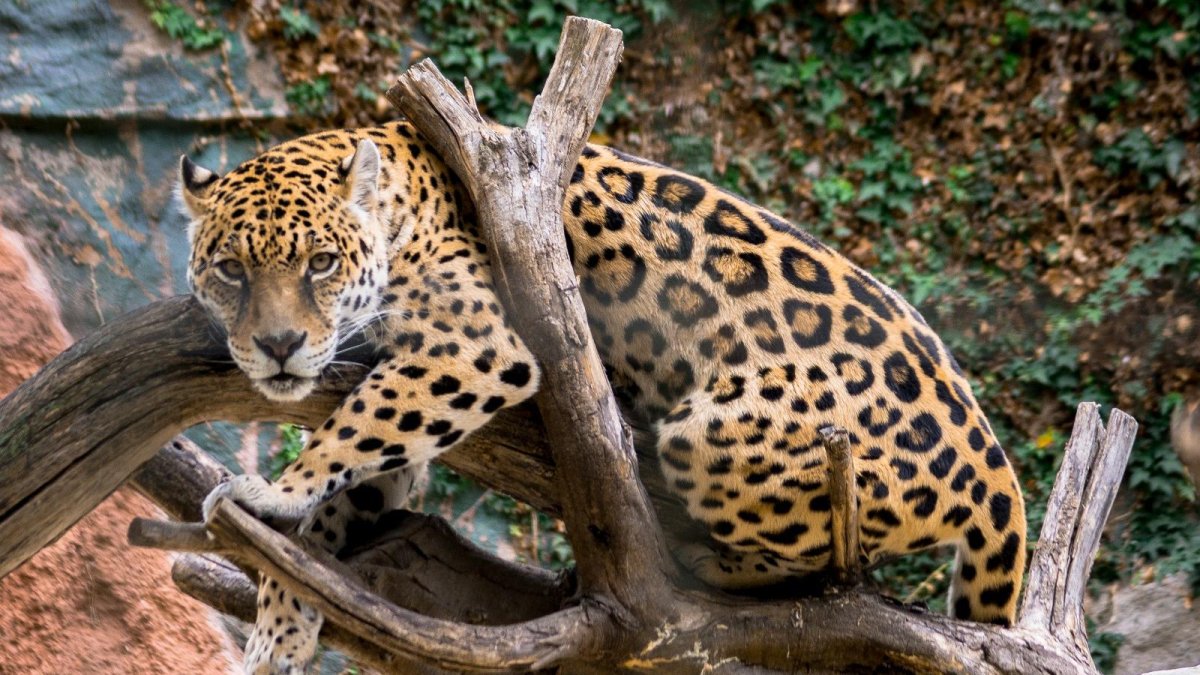 Un sinnúmero de especies puedes apreciar en este lugar.