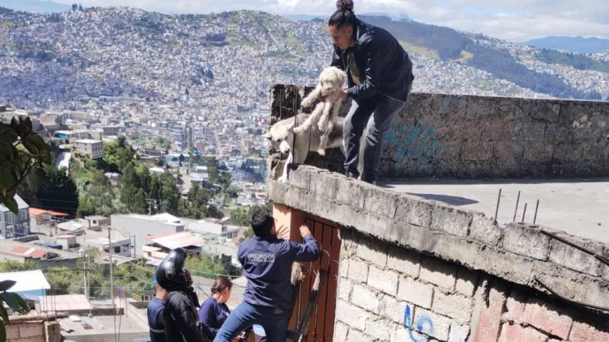 Los animales son examinados por veterinarios para conocer su estado.