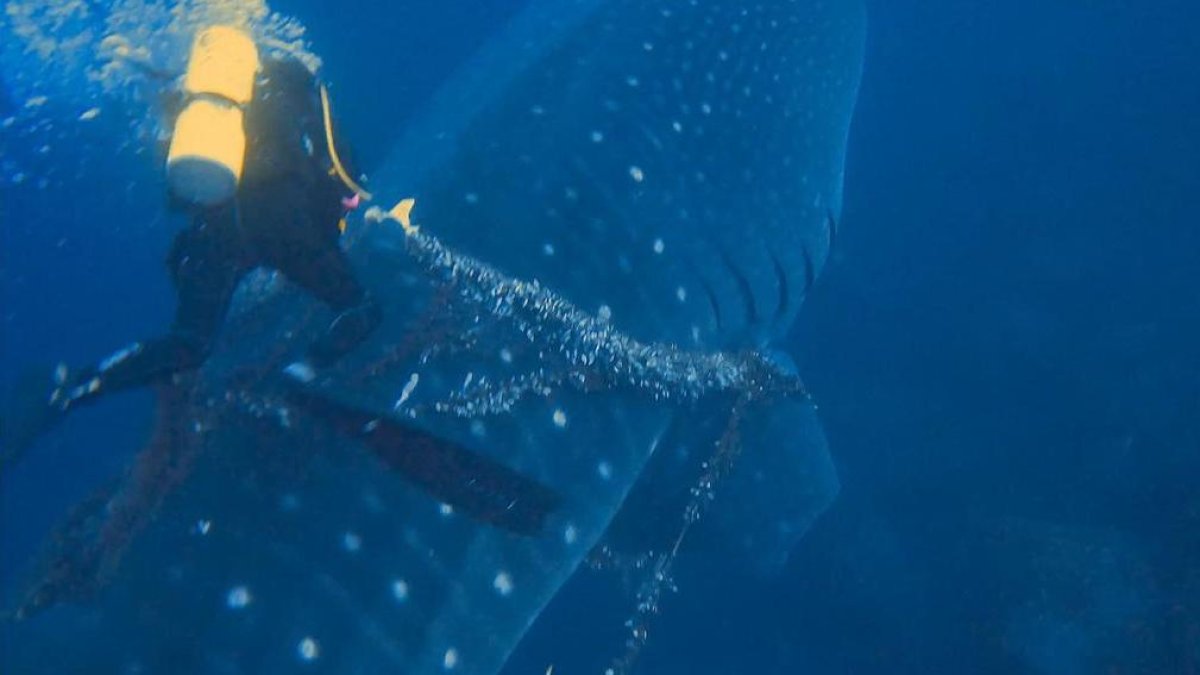 Momento en que el buzo Peter Freire cortaba la red y el cabo que estaban incrustados en la piel del enorme tiburón ballena.