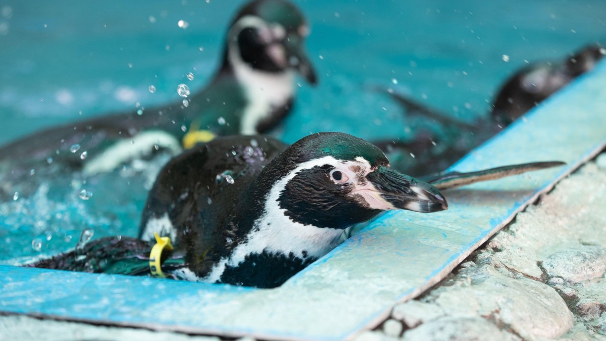 El equipo de Libourel, además de científicos del Instituto de Investigación Polar de Corea, estudiaron el comportamiento del sueño de una colonia de pingüinos barbijo.