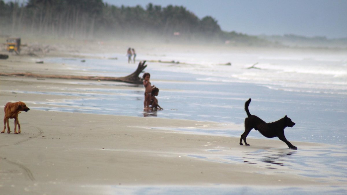 El perrito Wilson (izquierda) paseando en la playa de Muisne.