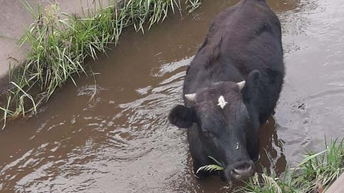 Los propietarios dijeron que el animal se había soltado de una soga.