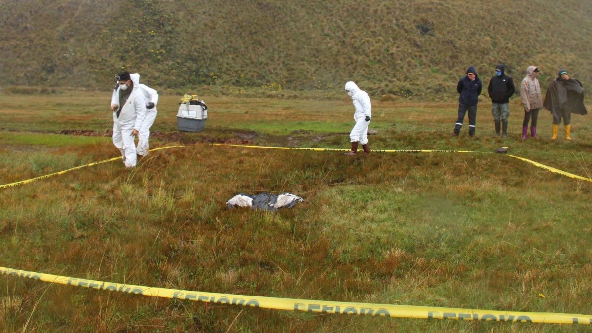 Estudiantes de la ESPE hallaron el cuerpo del ave en un páramo