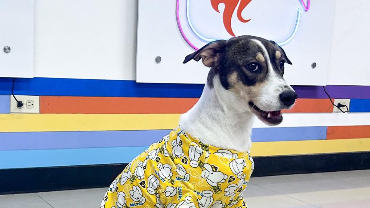 Heidy es una perrita rescatada que desde este martes 23 de abril está en 'Combate'.