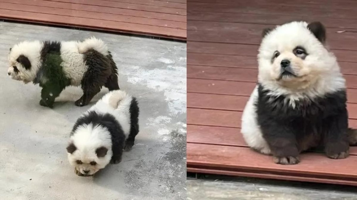 Así lucían los perros de raza chow chow