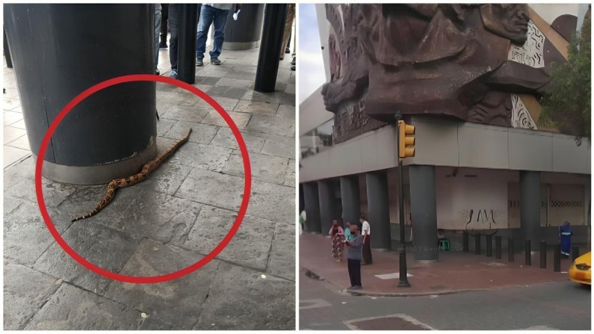 Imagen de la culebra captada en el centro de la urbe porteña