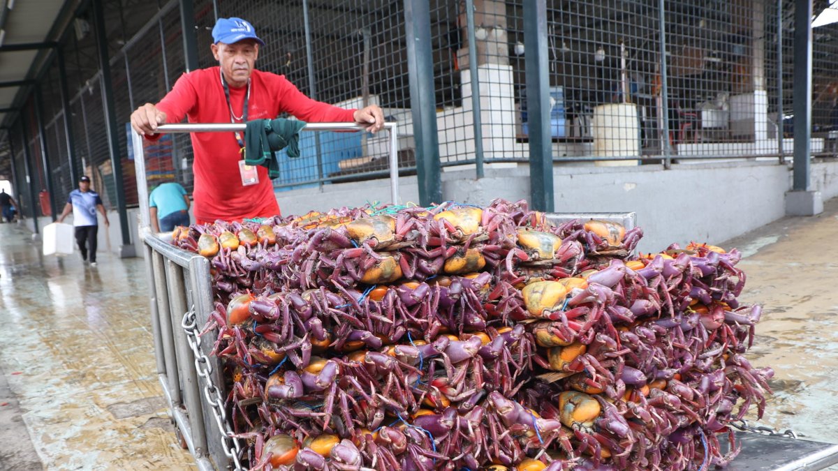 Cangrejos exhibidos en las calles de Guayaquil.