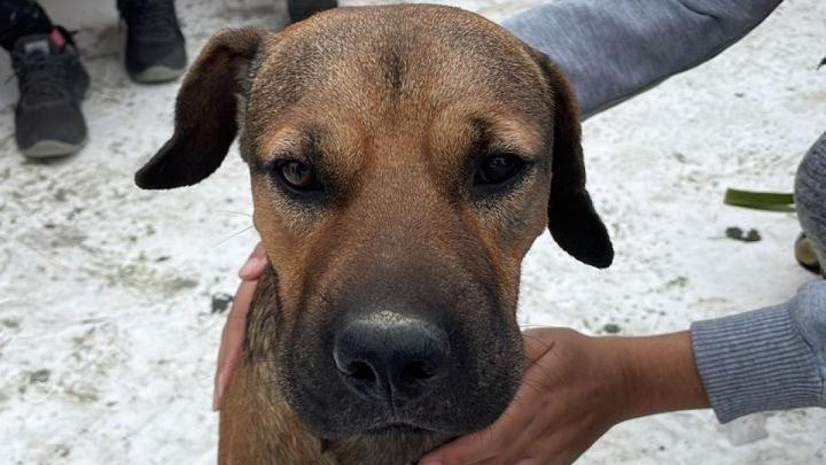 El perro de aproximadamente dos años de edad fue visto nadando en medio del río, luchando por su vida.