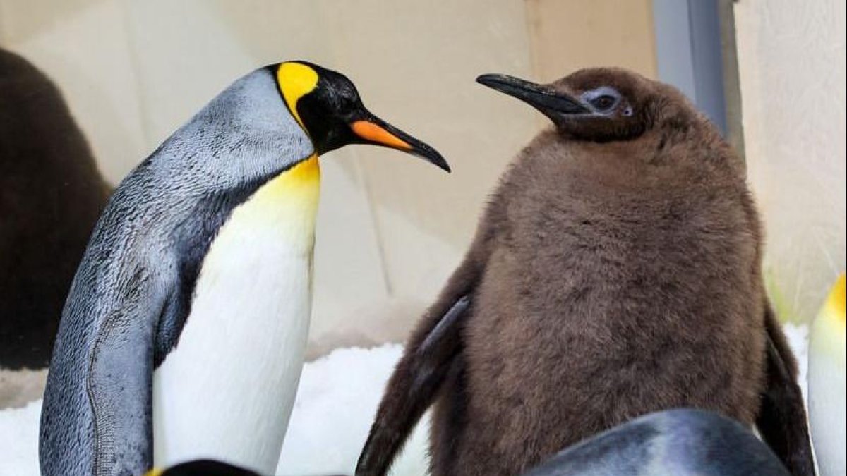 Pesto es el pingüino más grande del acuario.