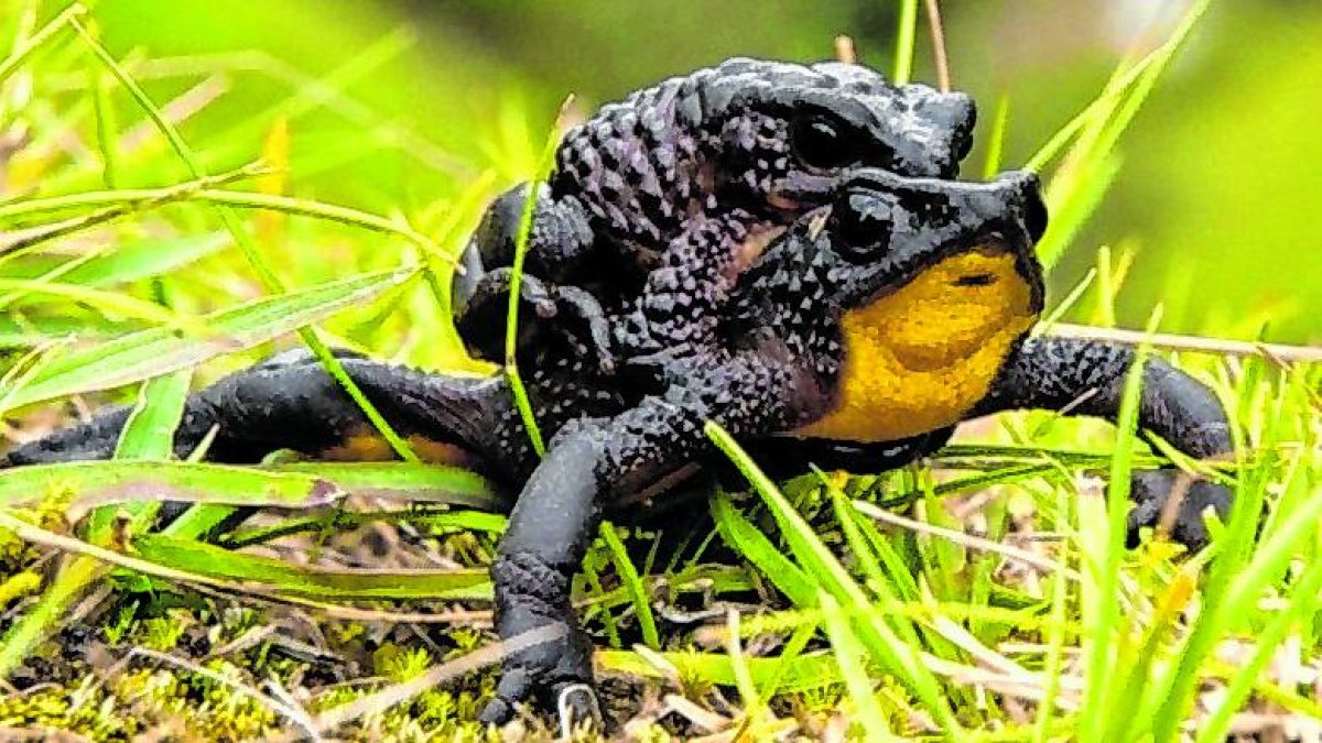 El jambato, una rana endémica de Ecuador que se creía extinta desde 2004 , fue redescubierta en 2016 en la localidad de Angamarca