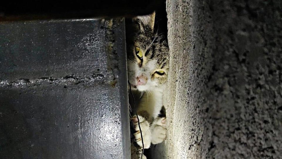 El gatito estaba asustado.