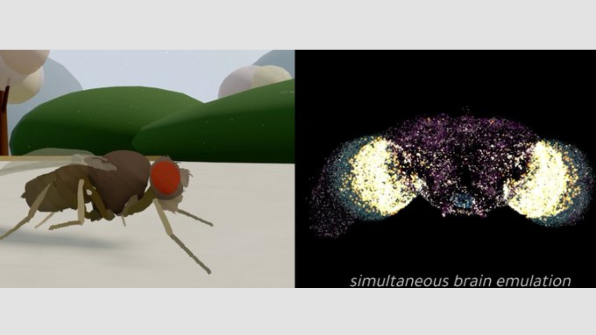 La simulación muestra una mosca digital controlada por el cerebro emulado de un insecto real