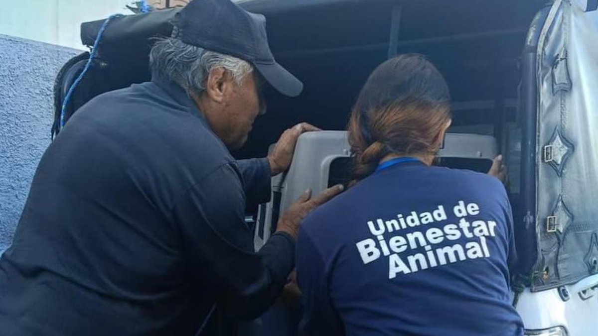 La Unidad de Bienestar Animal retiró a los caninos del sitio.