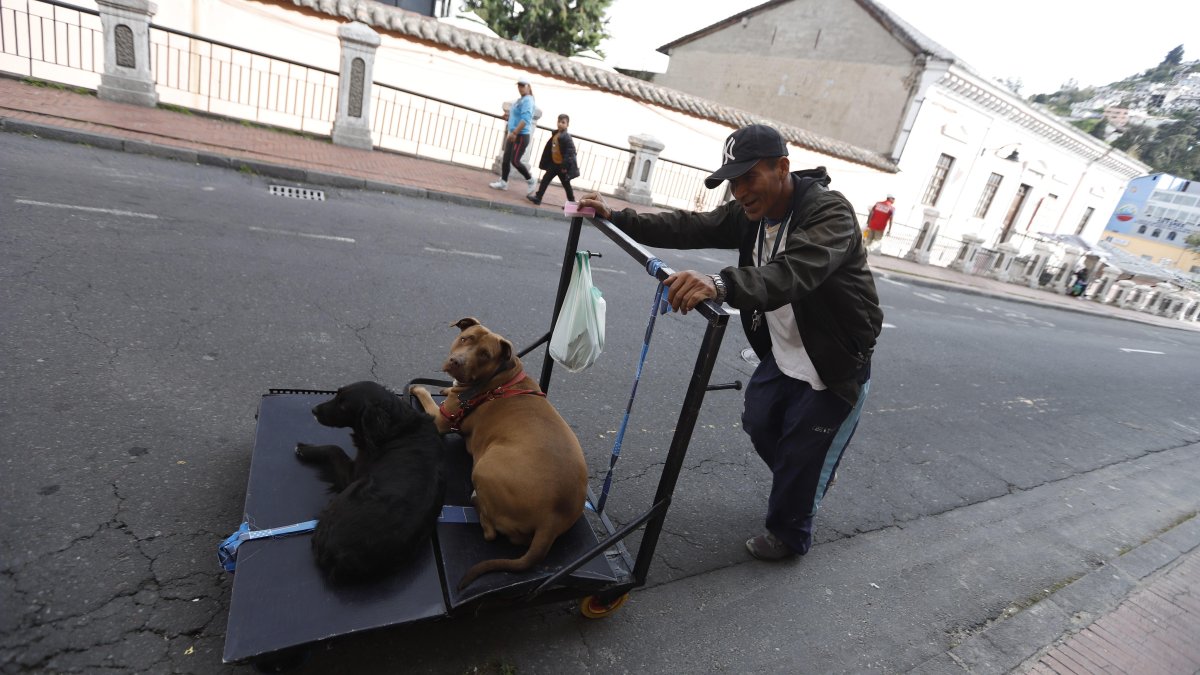 Canela y Negro, la conmovedora historia de los perros que acompañan a trabajar a su dueño, en Quito