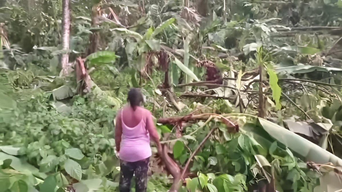 “Habitante de la ribera del río Cayapas observa los cultivos de plátano y yuca derribados por las lluvias y vientos huracanados que destruyeron viviendas y plantaciones en Eloy Alfaro.