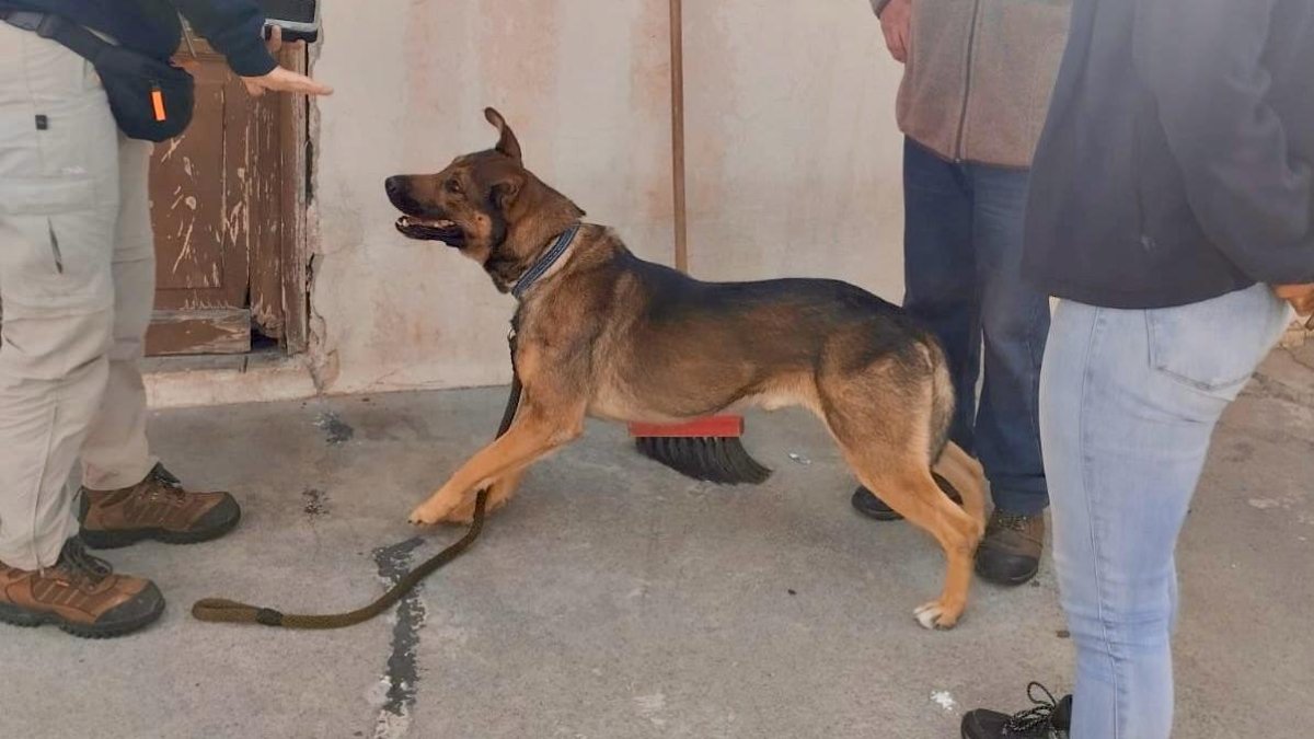 Especialistas de la UBA Quito evaluando a Hachi, un perro rescatado con problemas de conducta por aislamiento.