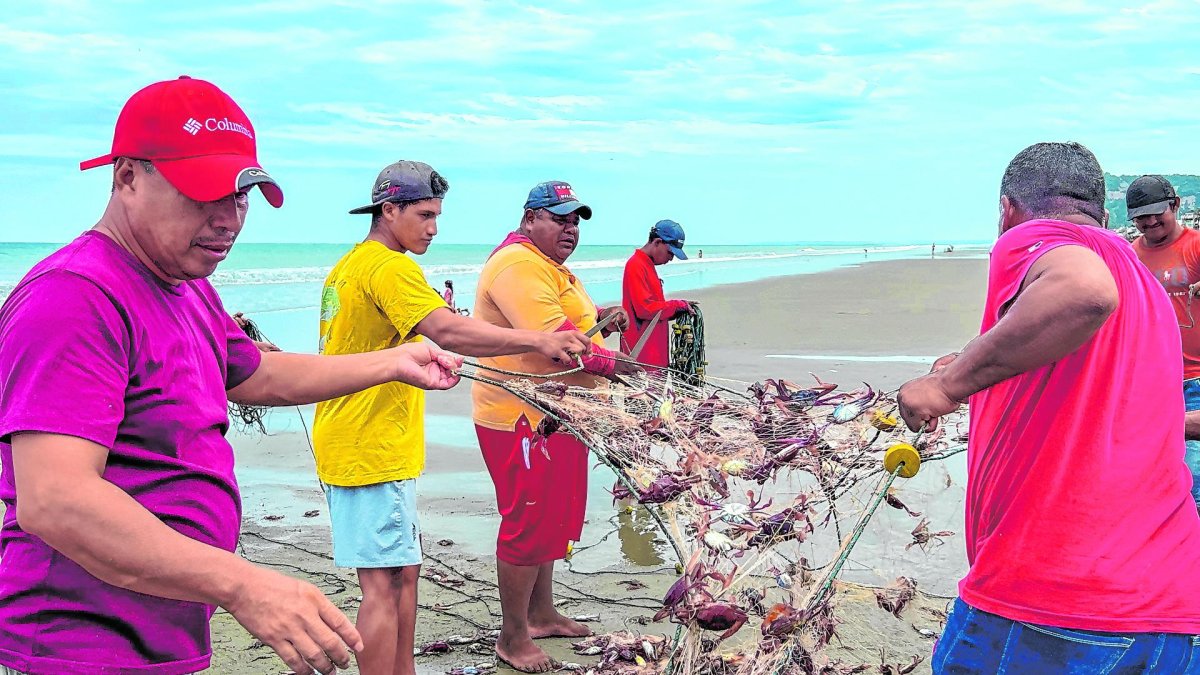 Pescadores de Atacames, Súa y Tonsupa enfrentan una crisis sin precedentes por la expansión de la jaiba mora.