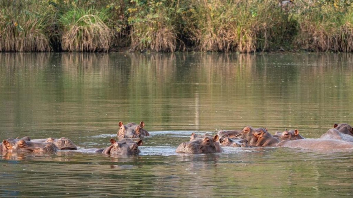 La presencia de hipopótamos pone en riesgo los ecosistemas acuáticos