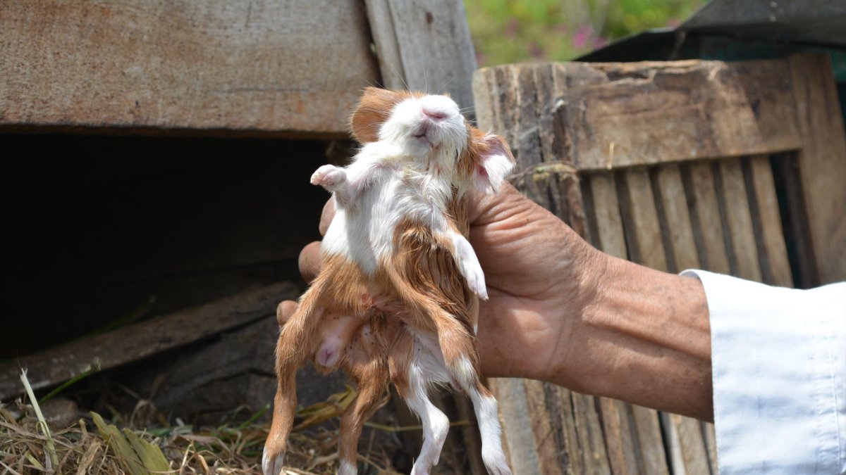 El hecho se registró en el barrio La Unión de la parroquia Pinllo, Ambato, provincia de Tungurahua.