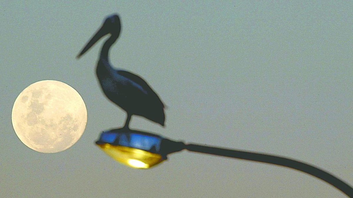 Hardesty fue arrestado el 15 de marzo en Maryland, donde reside, y extraditado a Florida para su proceso judicial.