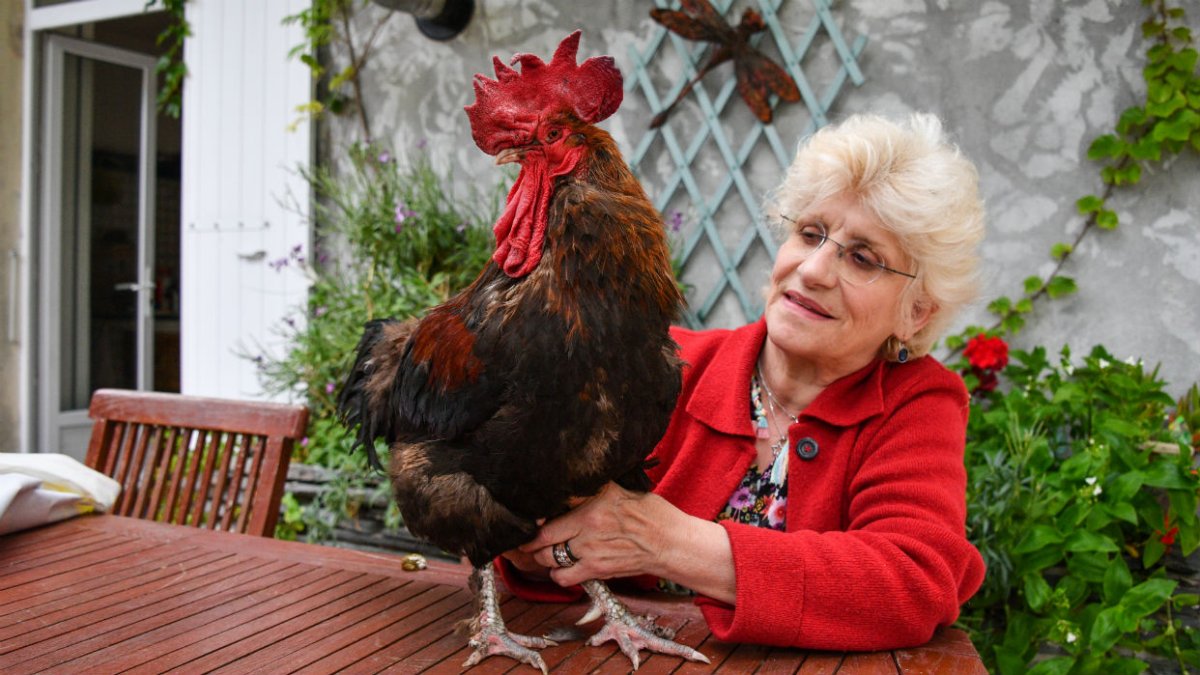 Una pareja de ancianos acusó al animal de hacer demasiado ruido en las mañanas.