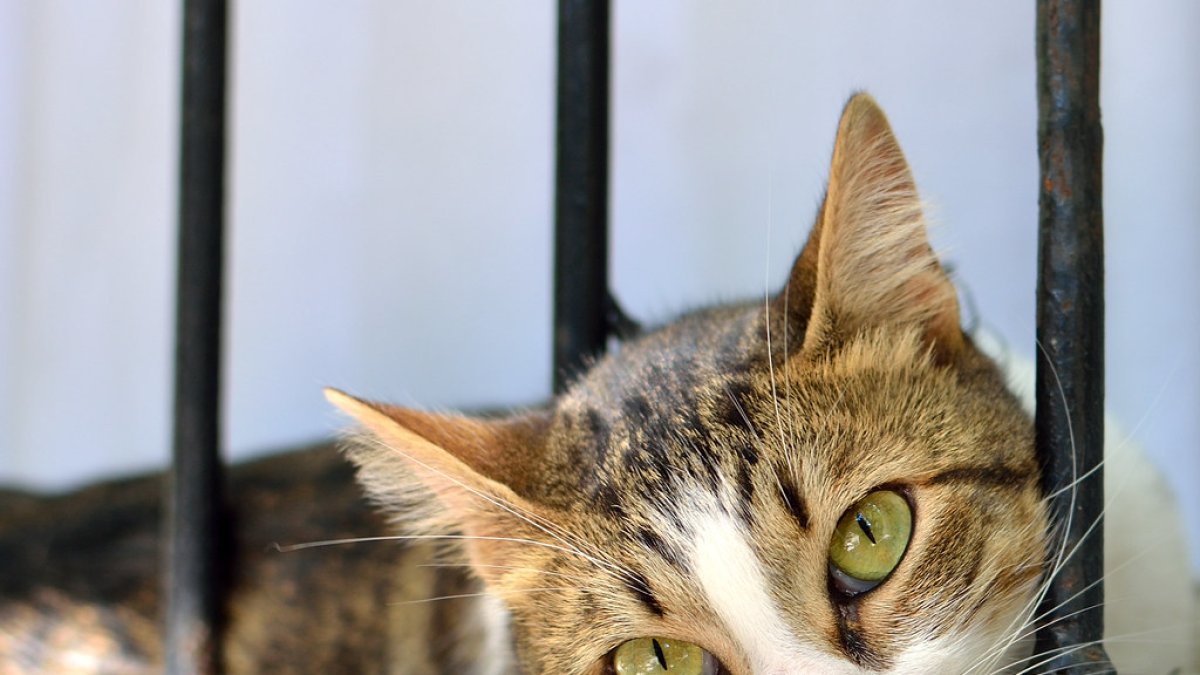 Felino responsable de los ruidos extraños dentro de la vivienda.