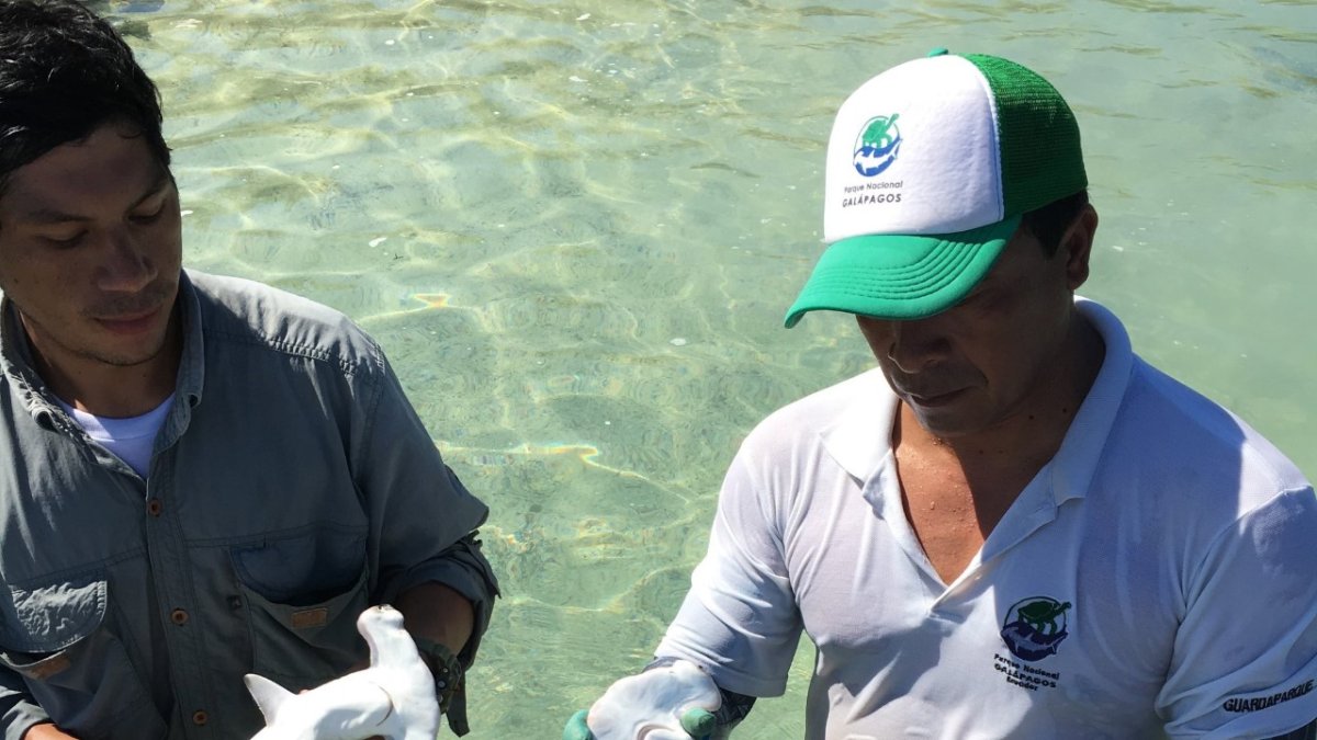 En el área identificada por una expedición del Parque Nacional Galápagos se encontraron 20 ejemplares.