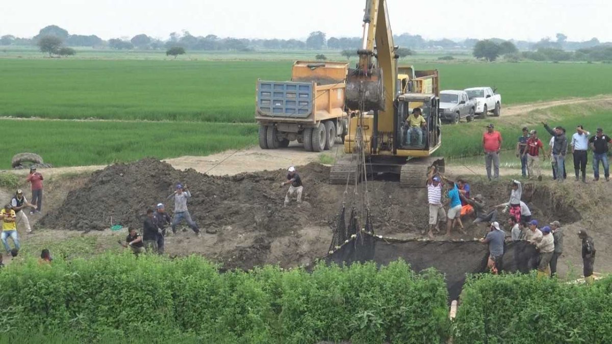 Varias instituciones lograron sacar al elefante marino de un canal de riego en Babahoyo.