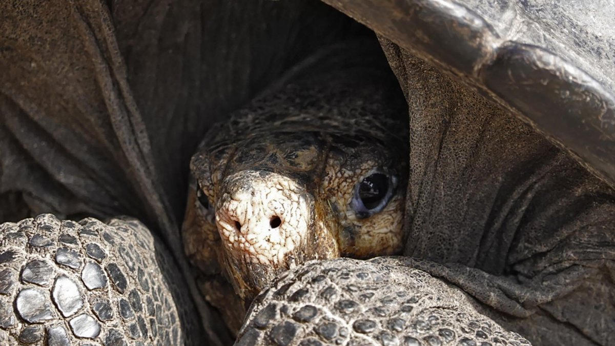 Un ejemplar de la tortuga gigante de Galápagos Chelonoidis phantasticus, que se creía extinta hace aproximadamente un siglo, se ve en el Parque Nacional Galápagos en la Isla Santa Cruz.