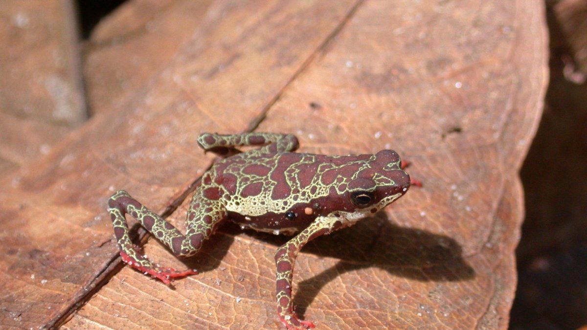 Se trata de un anfibio considerado en peligro de extinción y sorprende su localización en remanentes de bosque en esa ciudad ecuatoriana, indica la universidad Ikiam.