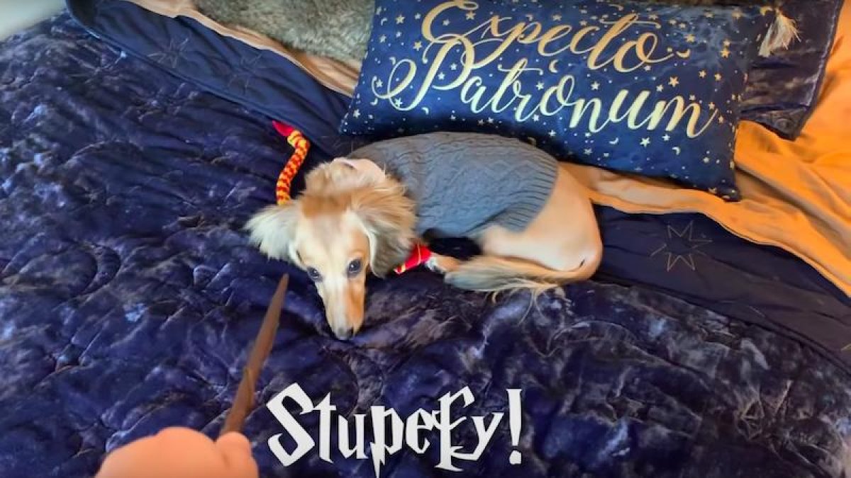 Remus entiende las frases típicas de la saga como “Avada Kedavra”.