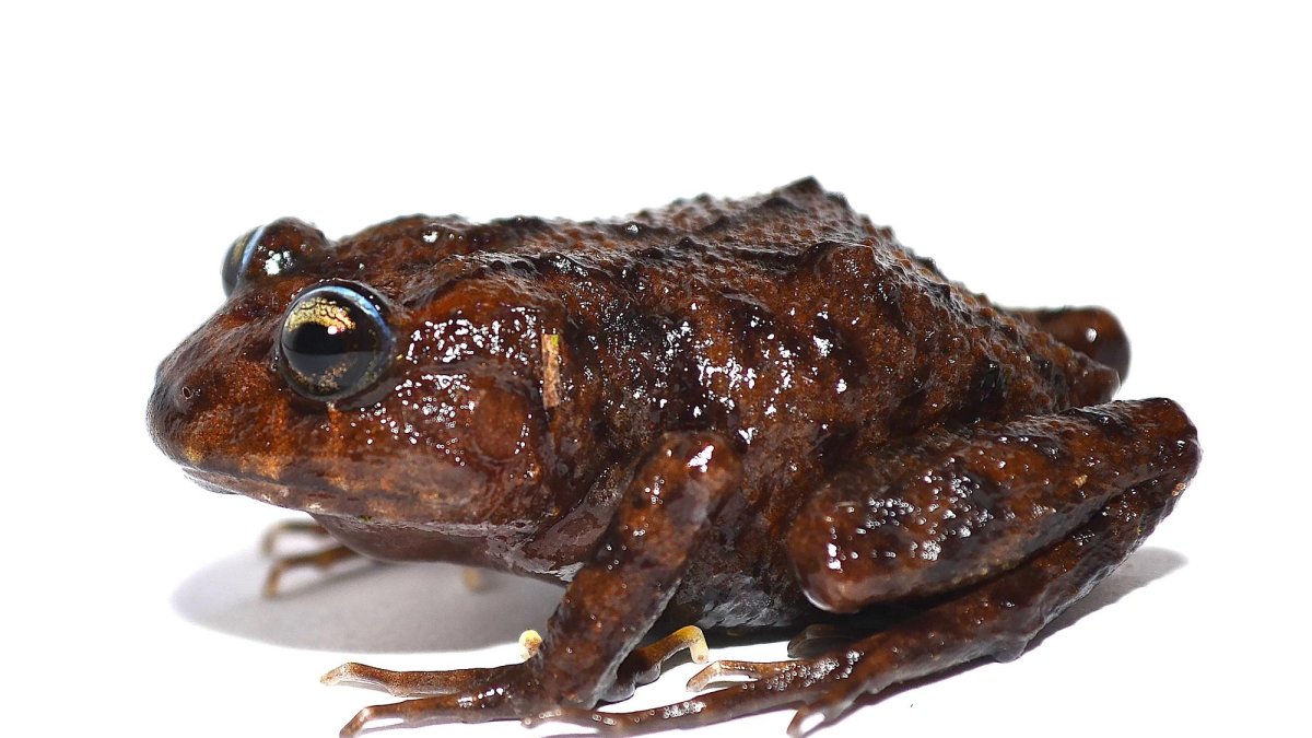 Fotografía facilitada por el Departamento de Herpetología del Museo de Zoología de la Universidad del Azuay de una nueva especie de anfibio de cabeza prominente.