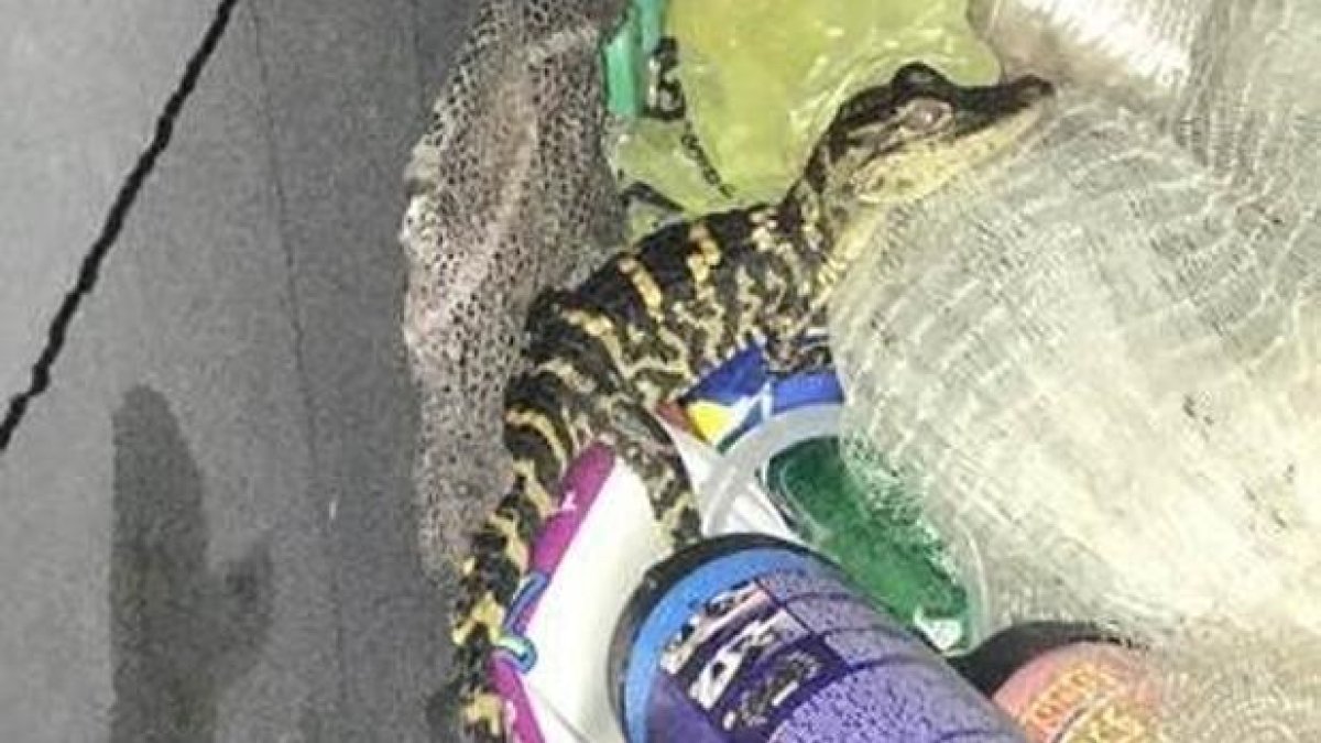 El caimán estaba escondido en los pantalones de la mujer.