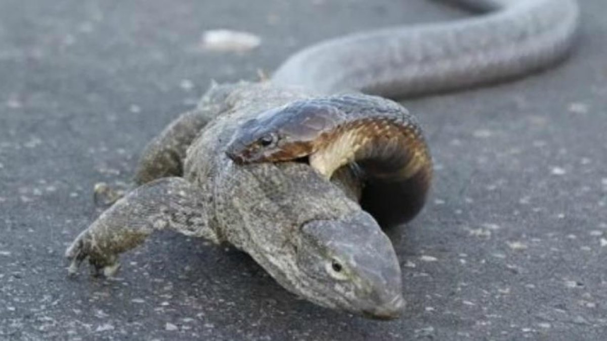Serpiente intentar comerse a un dragón de komodo.